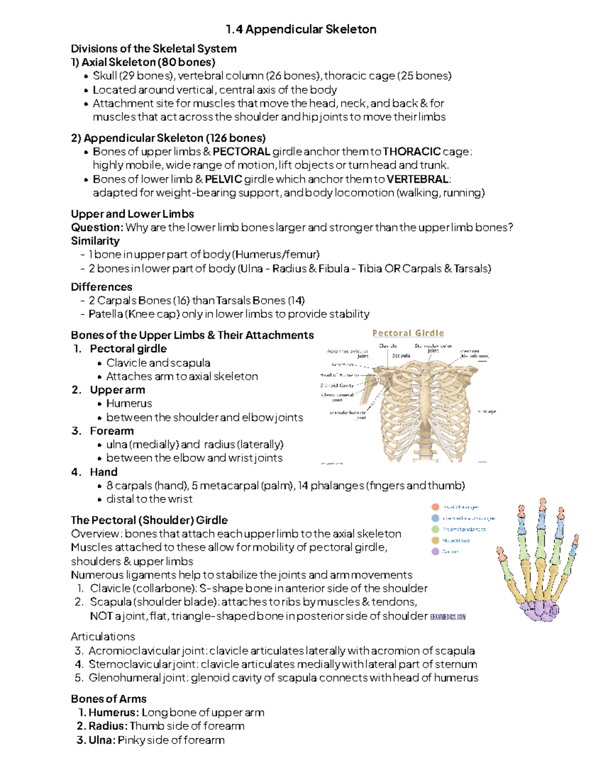 1.4 Appendicular & Axial Skeleton, Joints & Muscles - 1 Appendicular ...