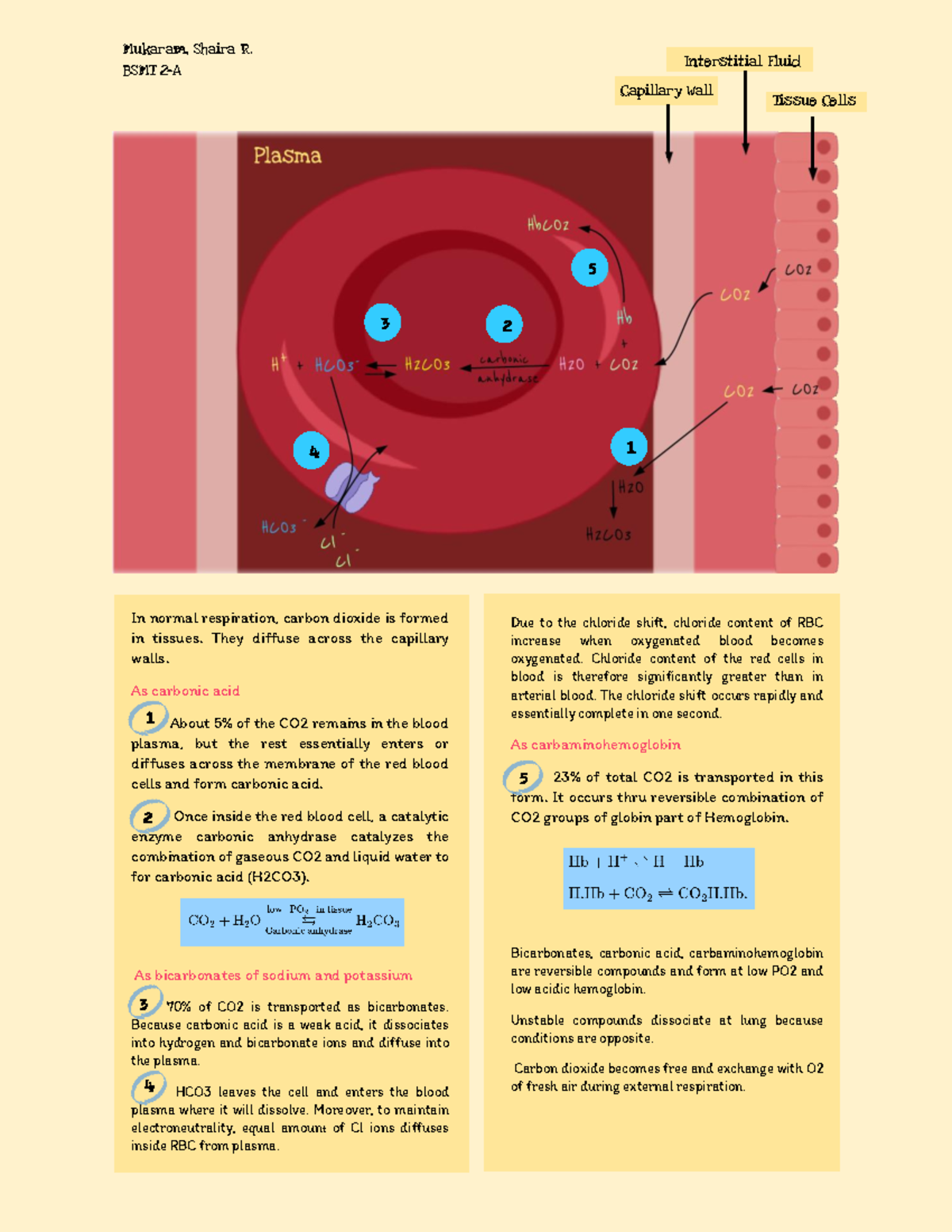 Chloride Shift Pathway Capillary Wall Interstitial Fluid Tissue Cells In normal respiration