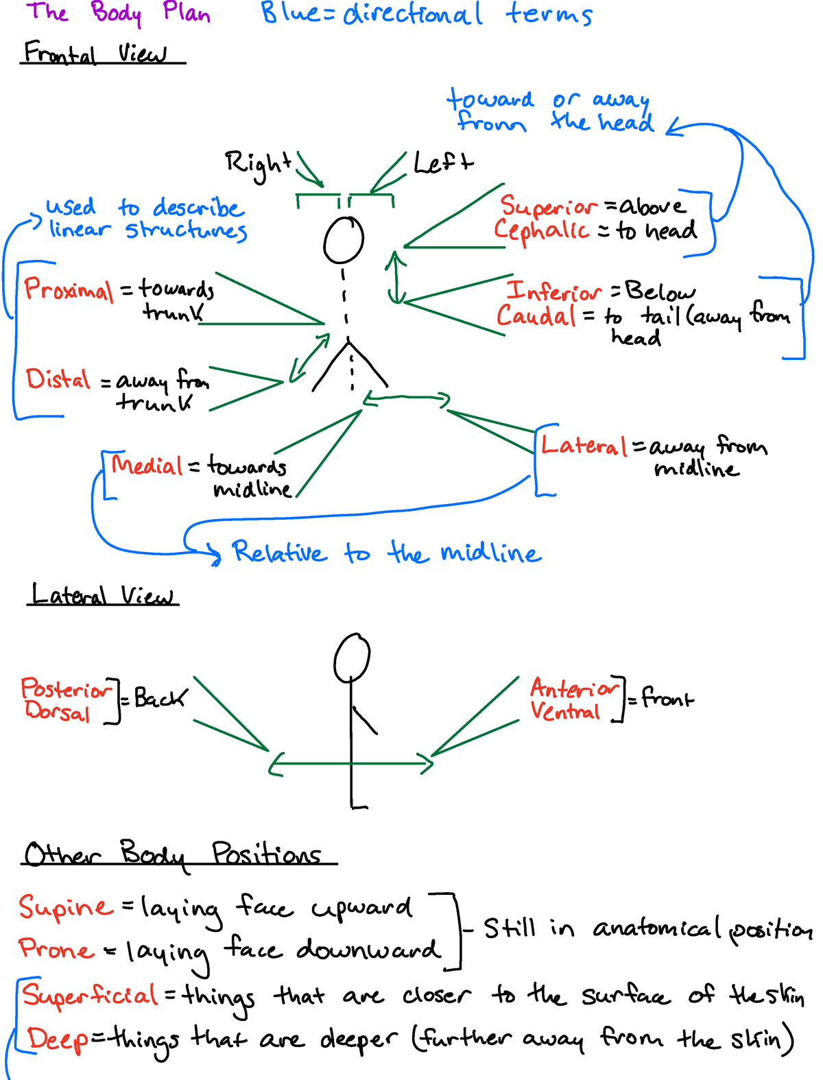 Kinesiology Terminology And The Body/organ Planes - The Body Plan Blue ...