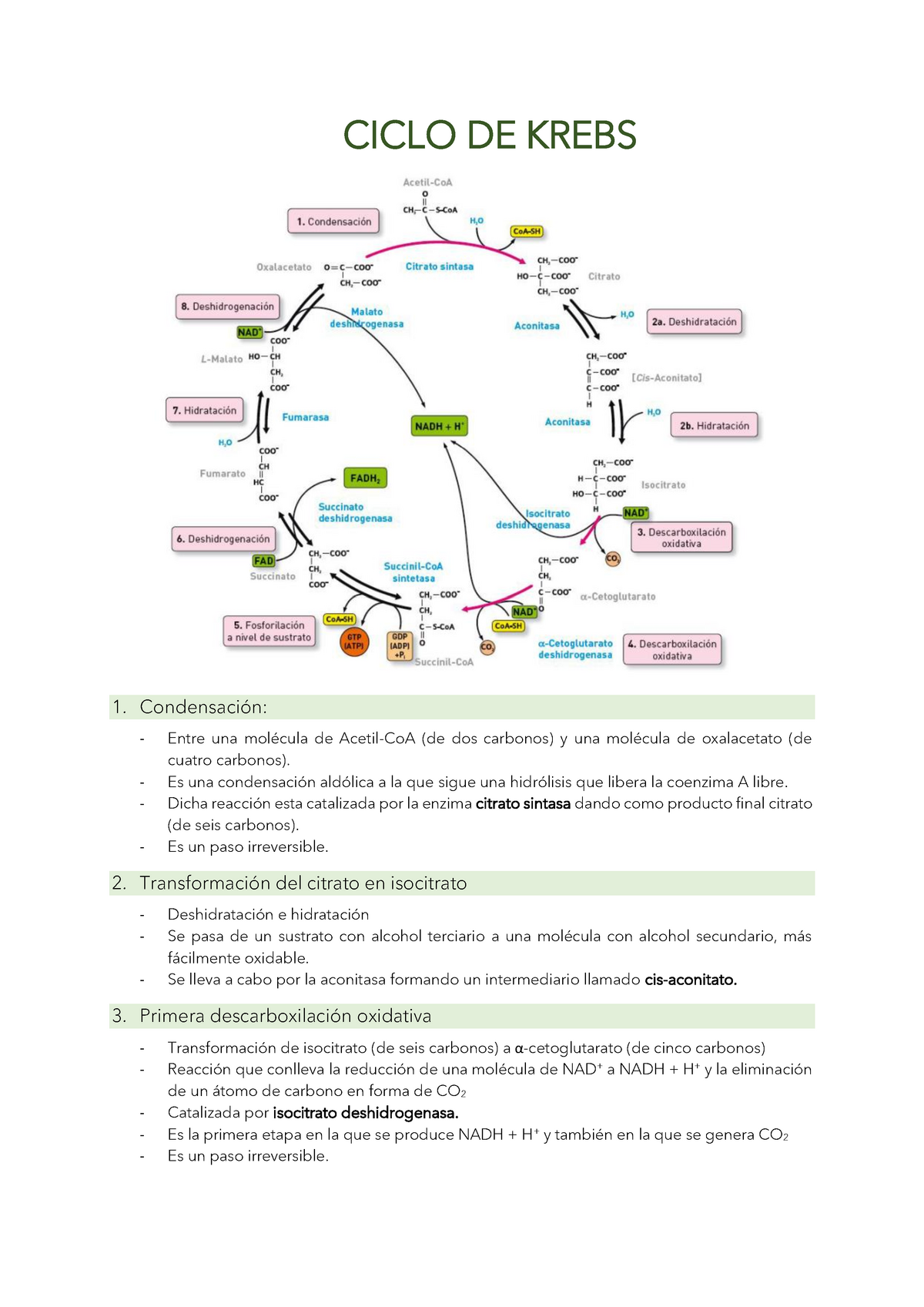 Bioquímica Ciclo De Krebs Ciclo De Krebs 1 Condensación Entre Una Molécula De Acetil Coa 8743