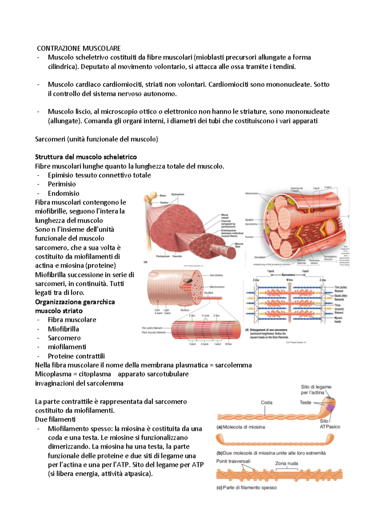 Contrazione Muscolare - CONTRAZIONE MUSCOLARE Muscolo Scheletrivo ...