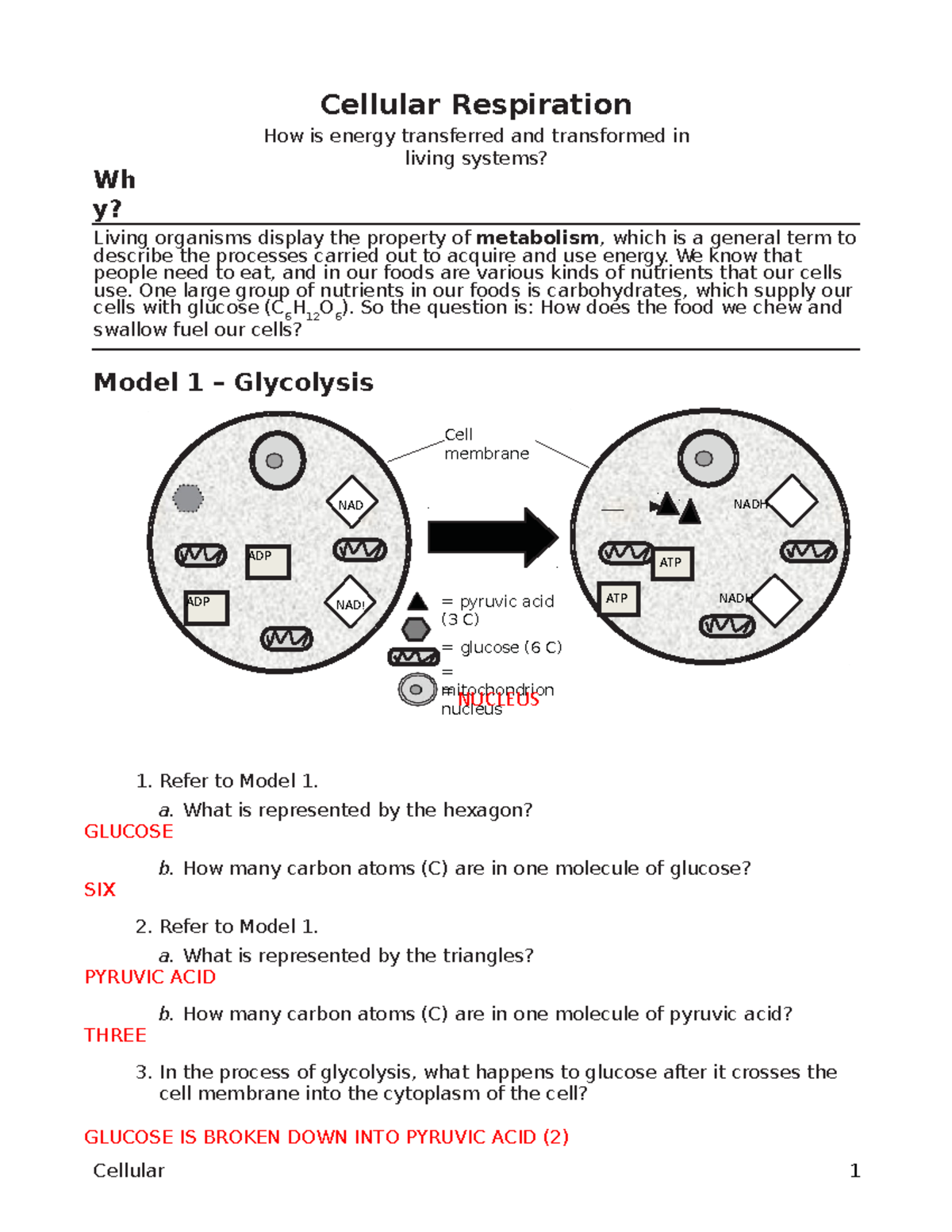 Pogil Answer Key Cellular Respiration 13 Cellular Respiration Key 1 