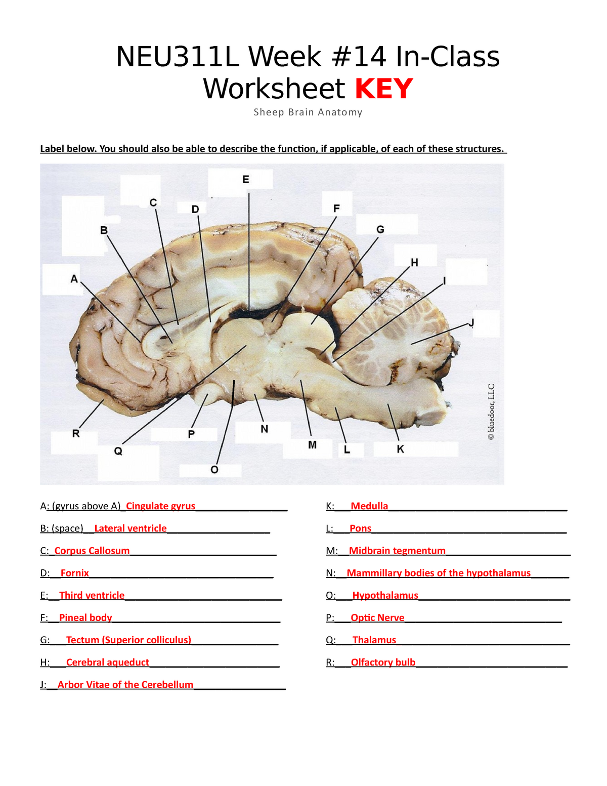 Week 21 worksheet Sheep brain neuroanatomy Online S21 KEY Throughout Sheep Brain Dissection Worksheet