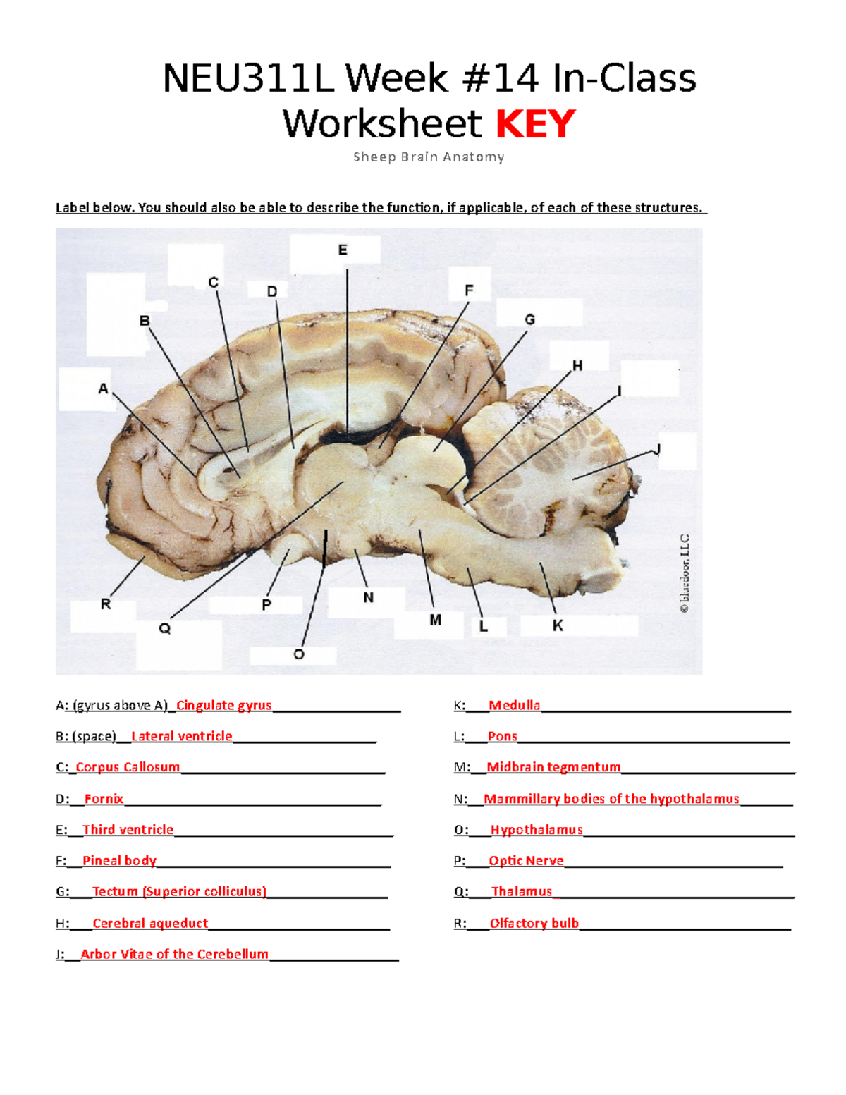 Sheep Brain Dissection Worksheet