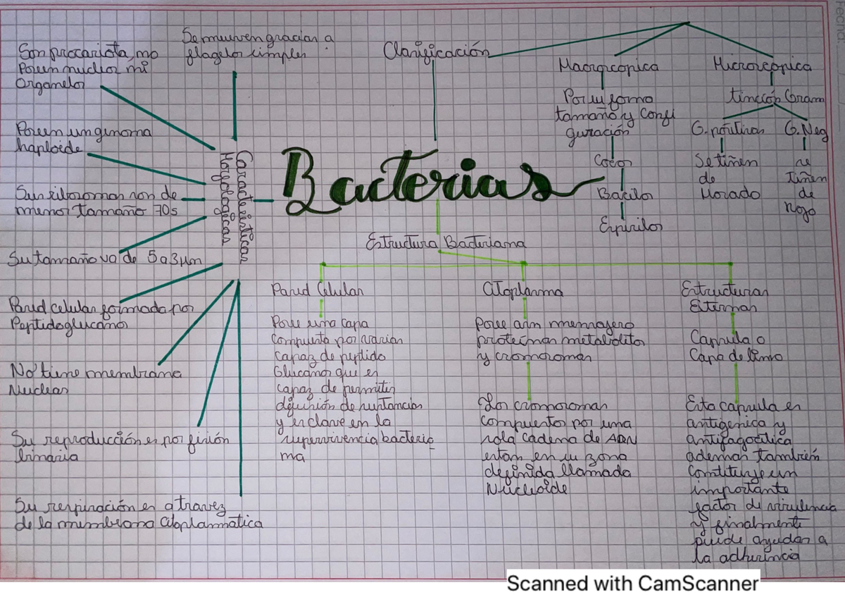 Estructura Bacteriana - Medicina - Studocu