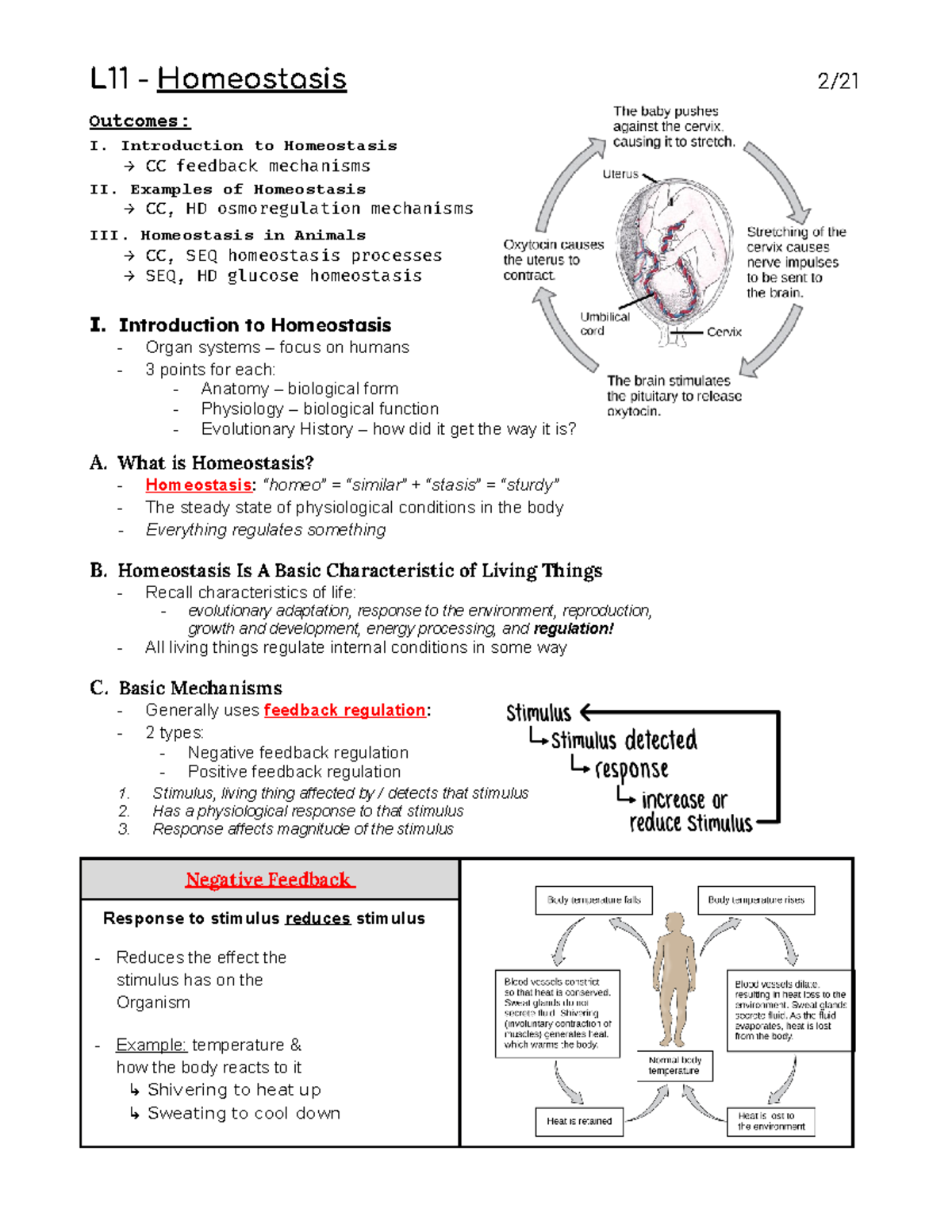 Lecture 11- Homeostasis - L11 - Homeostasis 2/ Outcomes: I ...