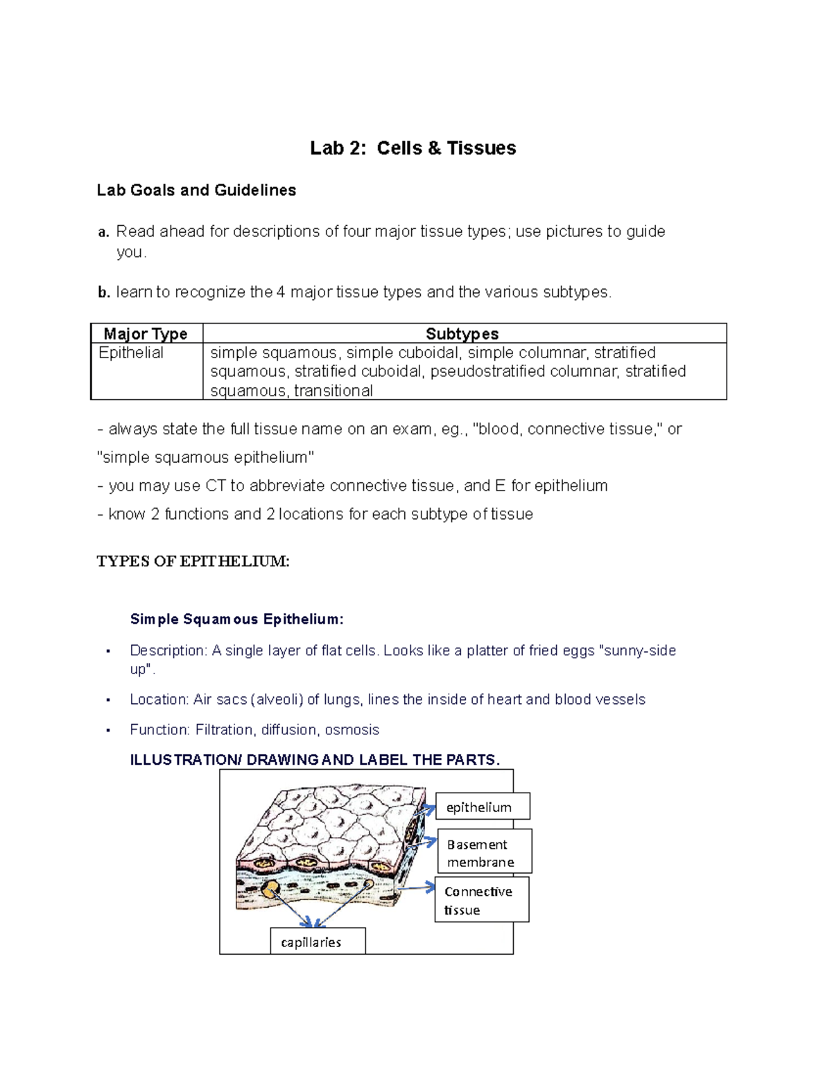 Activity 2CELL AND Tissue Lab 2 Cells & Tissues Lab Goals and