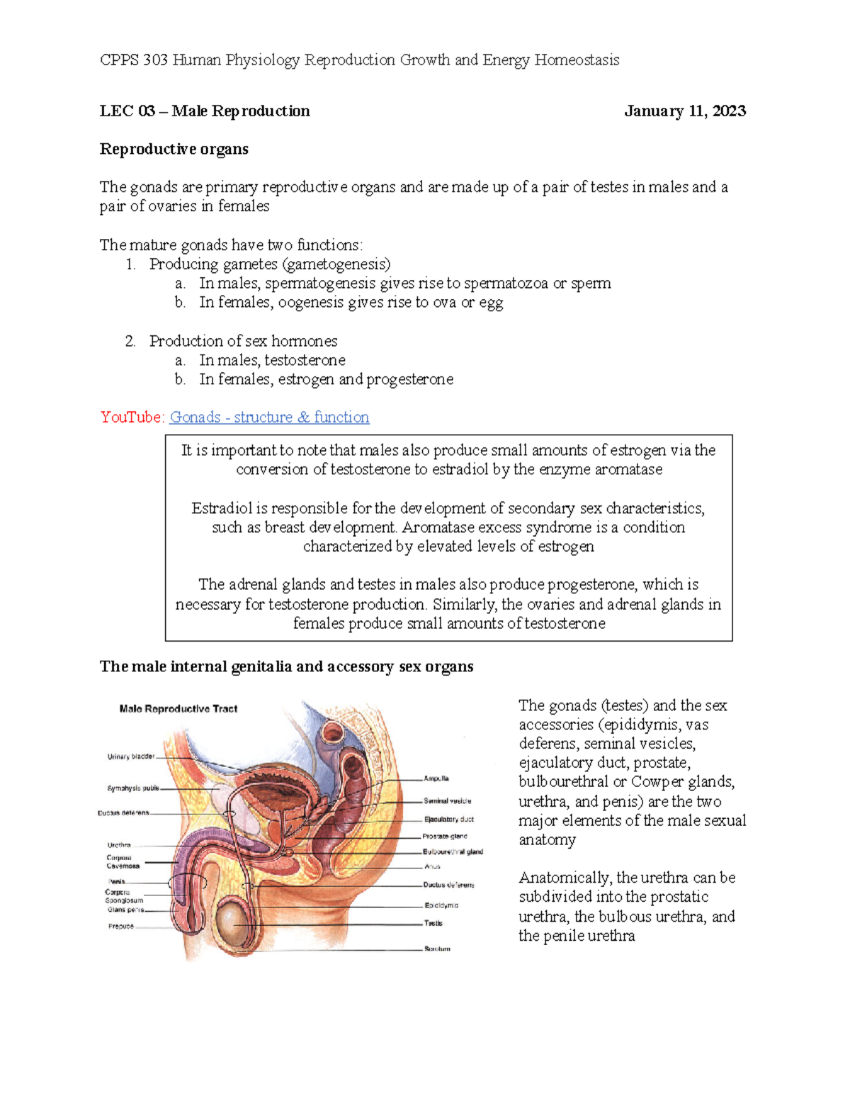 LEC 03 - cpps 303 - LEC 03 – Male Reproduction January 11, 2023 ...