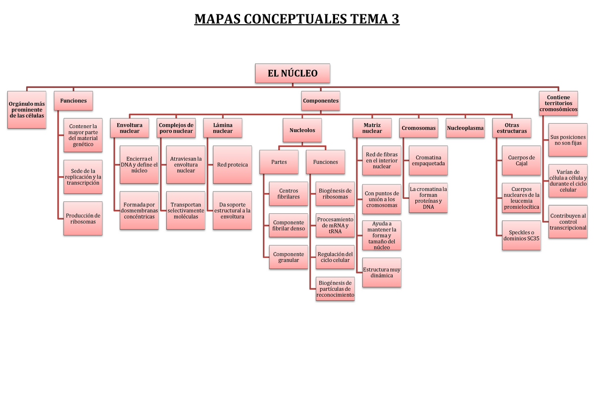 Mapas Conceptuales Tema 3 Mapas Conceptuales Tema 3 El NÚcleo Orgánulo Más Prominente De Las 1803