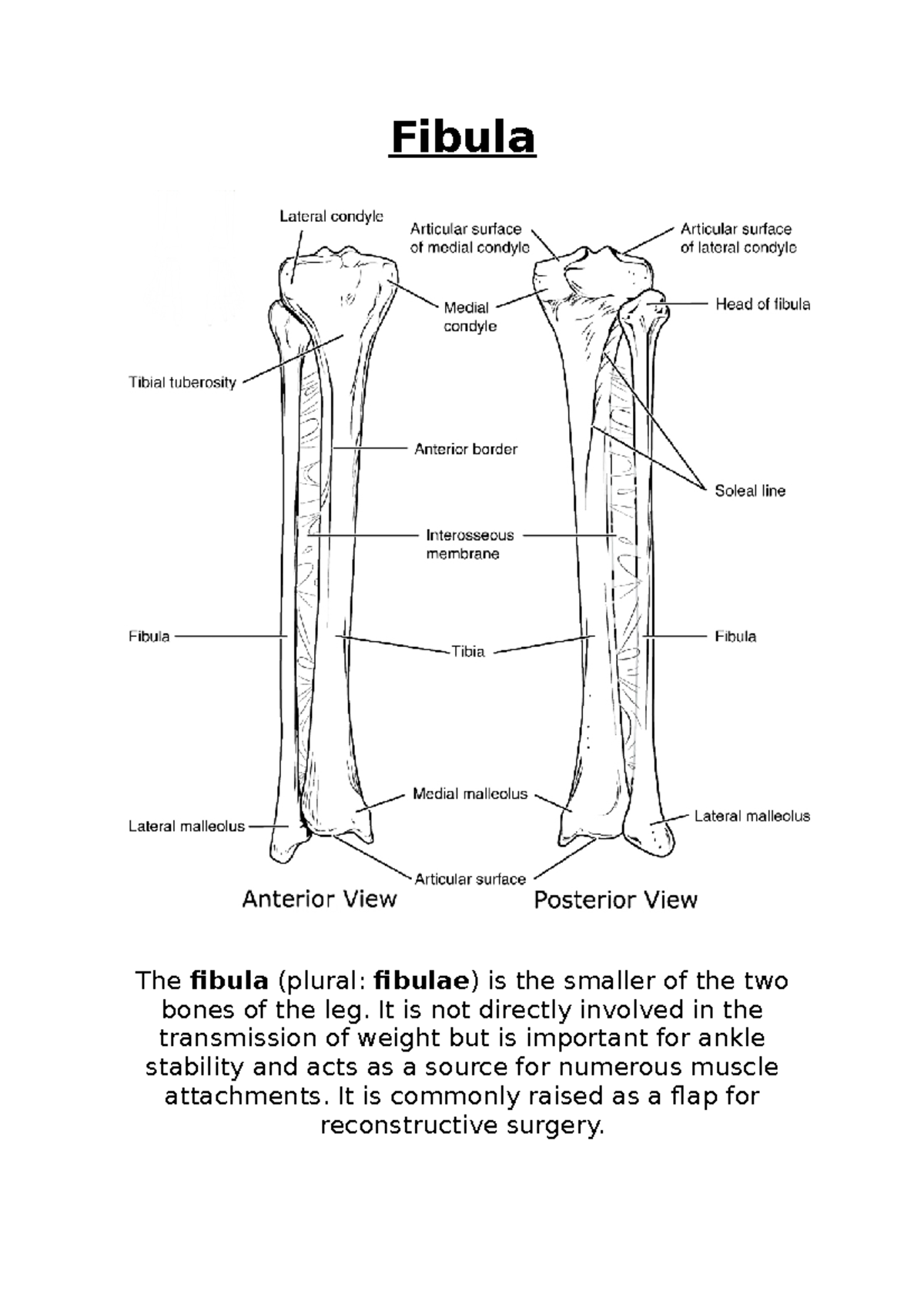 Lower Leg - Fibula - Fibula The fibula (plural: fibulae) is the smaller ...
