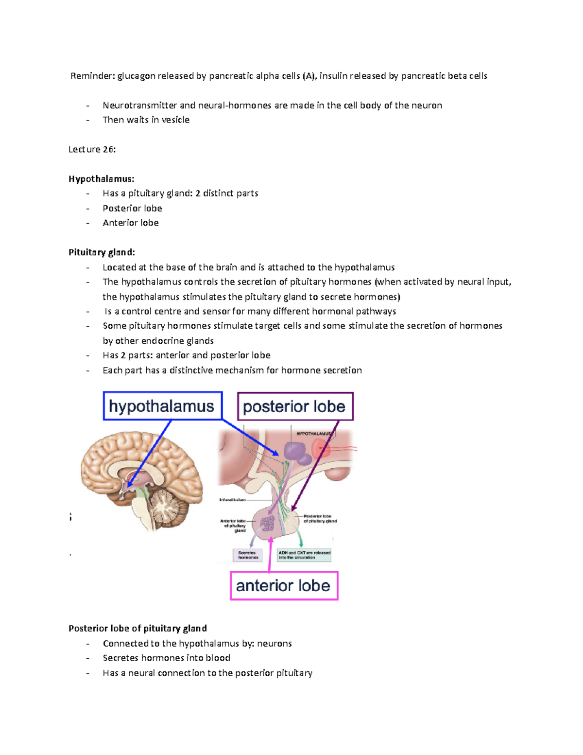 Lecture 26 Pancreas, Hypothalamus, Pituitary and Growth Hormone ...