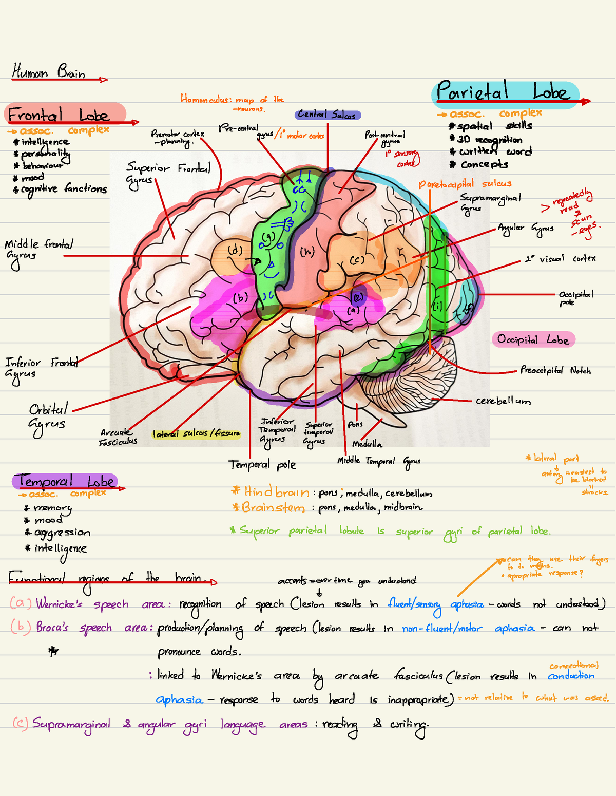 Med Sci 142 notes - Human Brain 6 Parietal Lobe 6 Homunculus: map ofthe ...