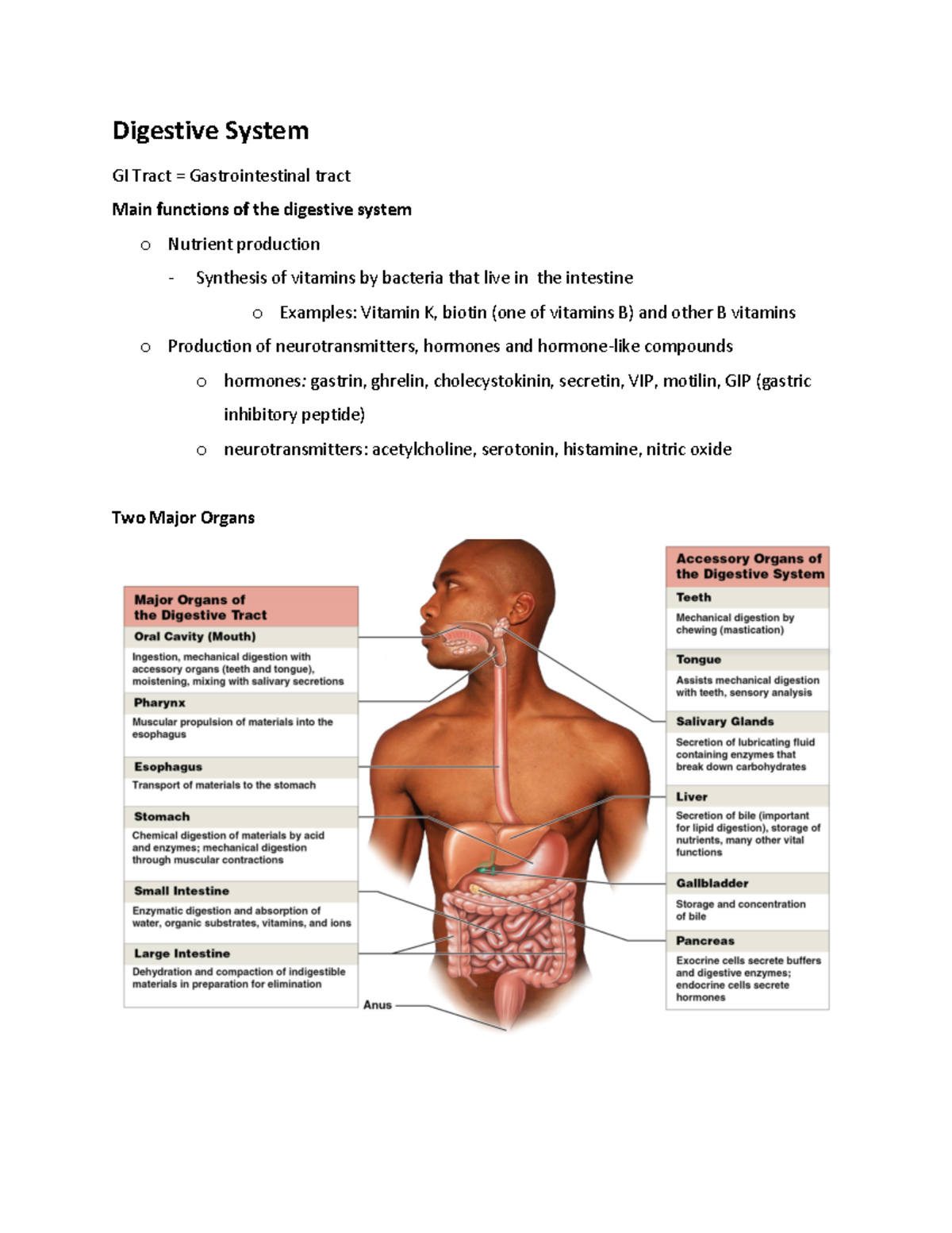 ANP 1107 Notes - Digestive System GI Tract = Gastrointestinal tract ...