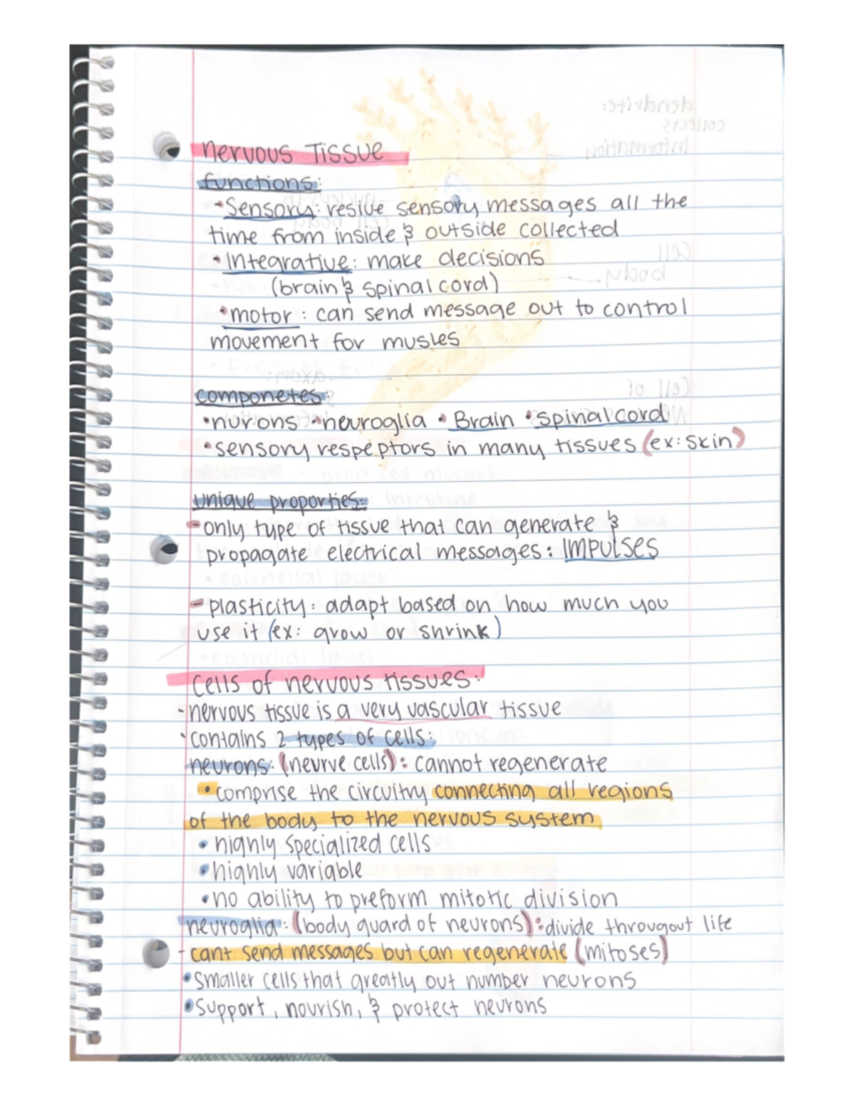 Movement for musles - LSU Human Anatomy Notes: For Exam 1 over Chapters ...