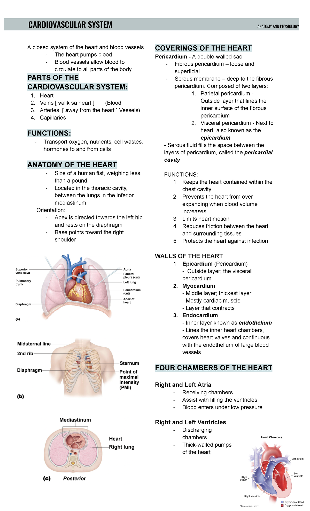 Cardiovascular system - A closed system of the heart and blood vessels ...