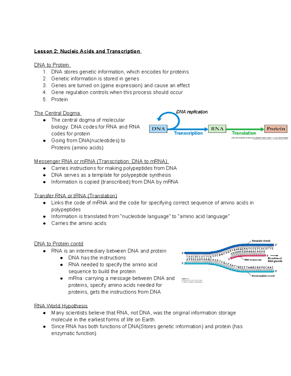 BIOL 1010U Study Guide - Lesson 2: Nucleic Acids and Transcription DNA ...
