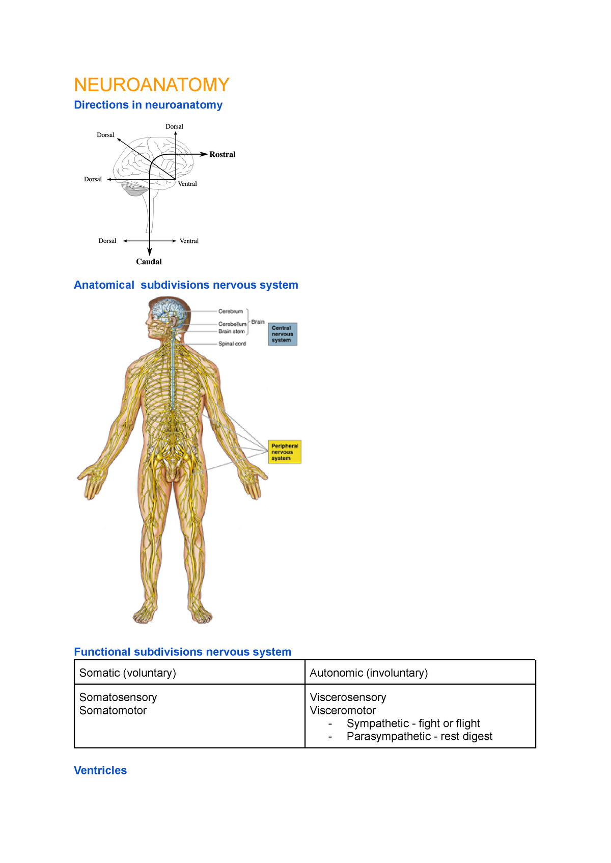 Intro To Neuroscience (neuropharmacology) Summary Full - NEUROANATOMY ...