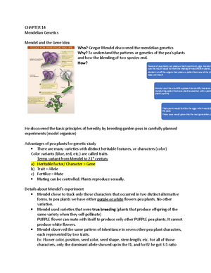 Transcription and Translation - CHAPTER 17 Transcription & Translation ...