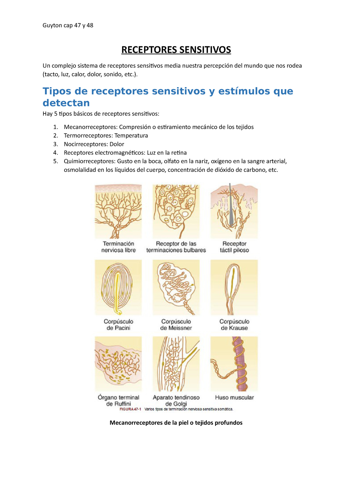 Receptores Y Sensibilidad Word Semana 1 Receptores Sensitivos Un Complejo Sistema De 1043