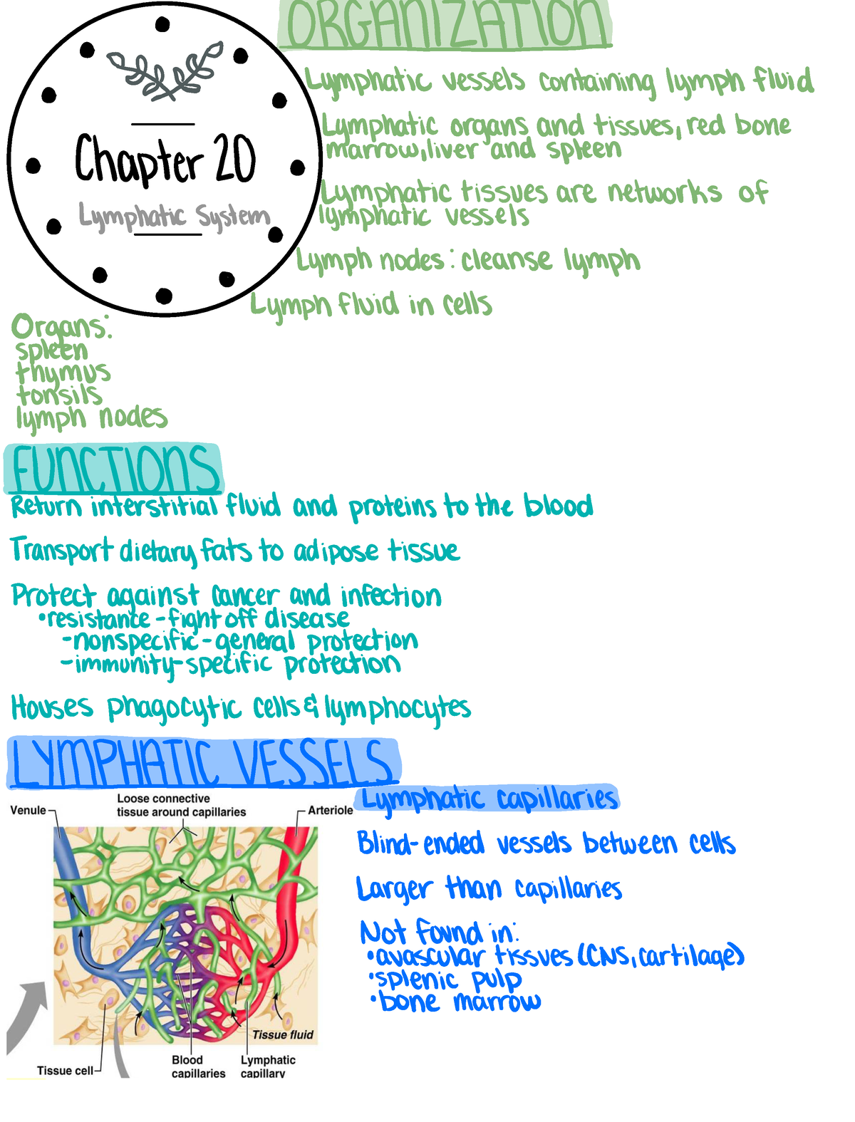 Chapter 20: The Lymphatic System - Chapter 20 Tai Inglymph Fluid ...