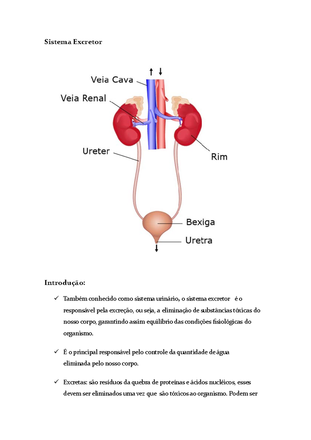 Sistema Excretor Sistema Excretor Introdu O Tamb M Conhecido Como Sistema Urin Rio O