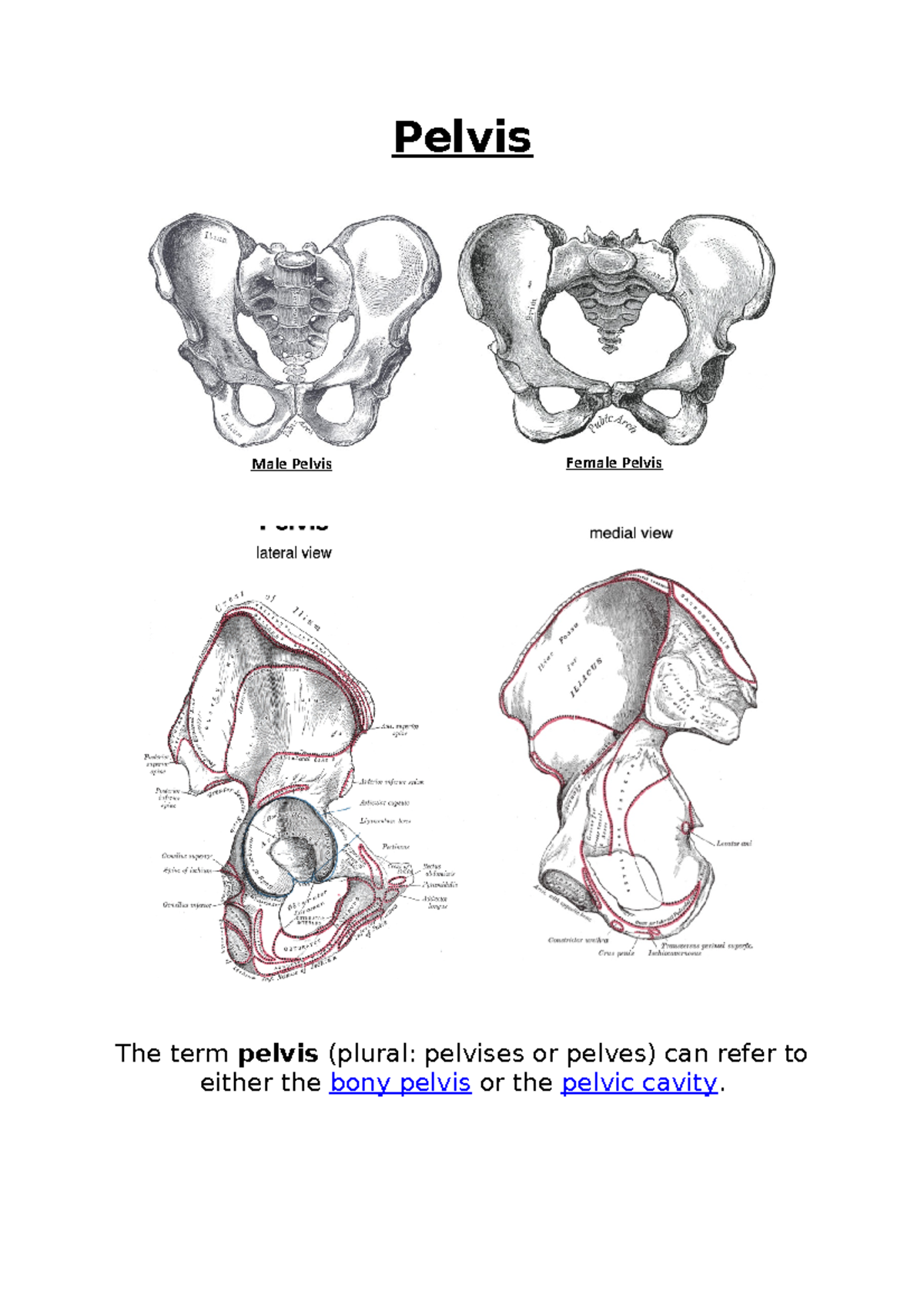 Pelvis Notes and information on the bones in the Pelvic Girdle for