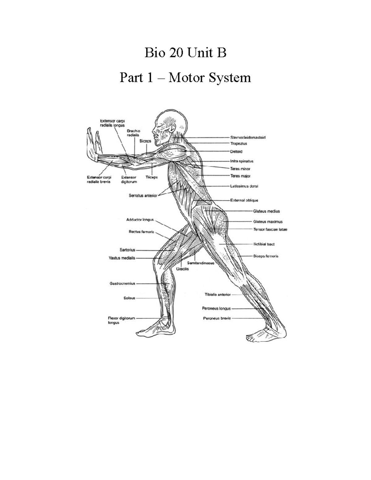 Bio 20 Unit B Topic 3 Motor System and Respiratory System Bio 20 Unit