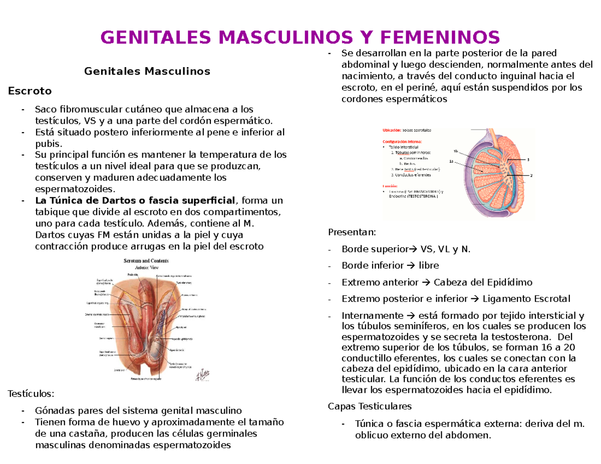 Anato clase 21 - .... - Genitales Masculinos Escroto Saco fibromuscular ...