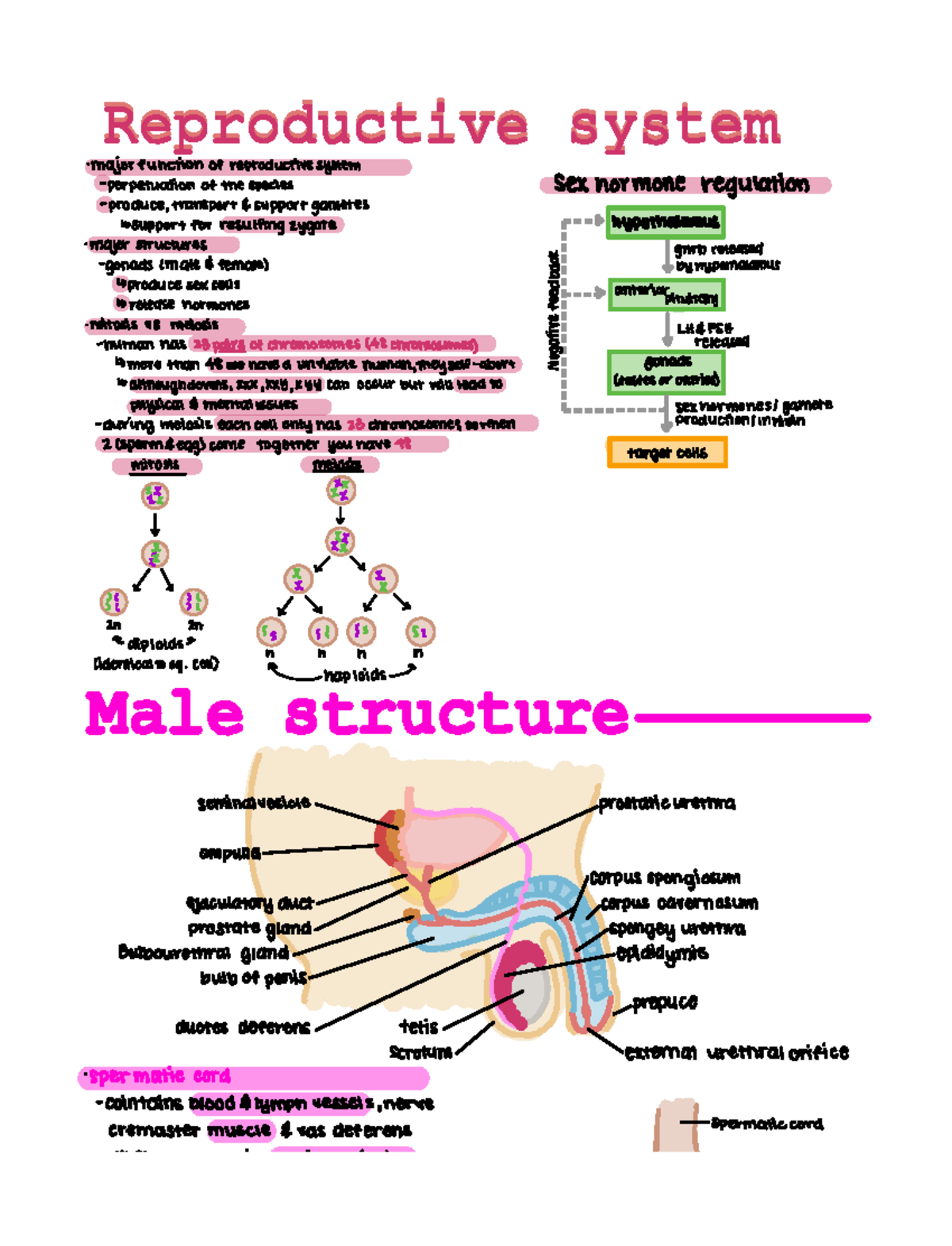 reproductive system notes for A&P 2 - É sexhormone regulation major ...