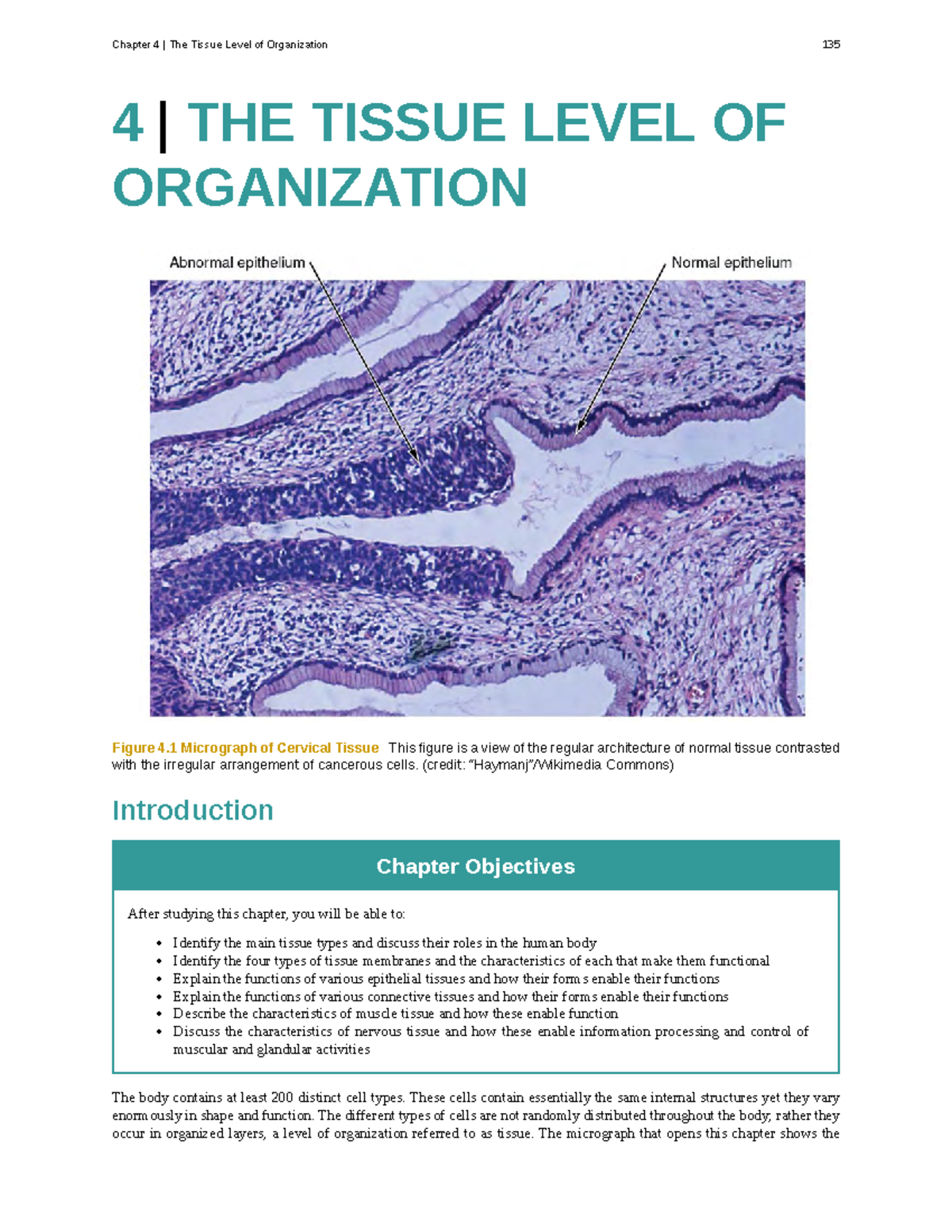 Chapter 4 - text - 4 | THE TISSUE LEVEL OF ORGANIZATION Figure 4 ...