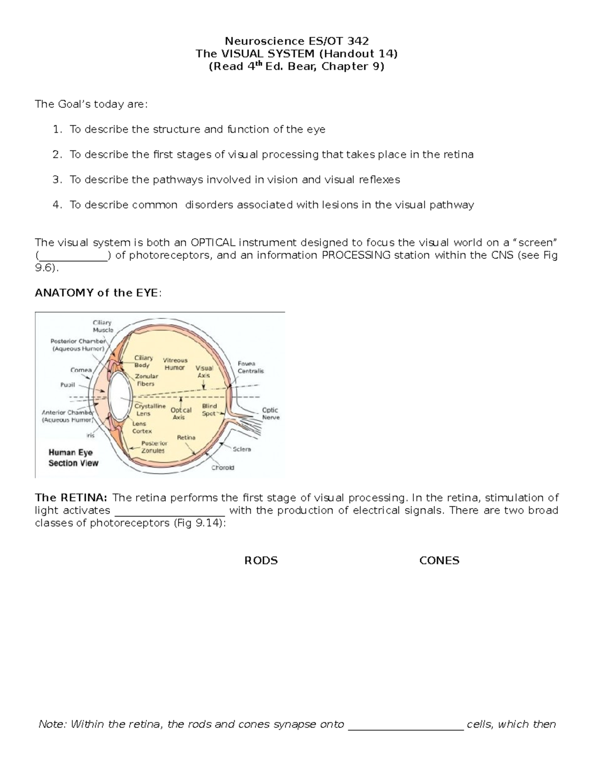Visual System Biology - Neuroscience ES/OT 342 The VISUAL SYSTEM ...
