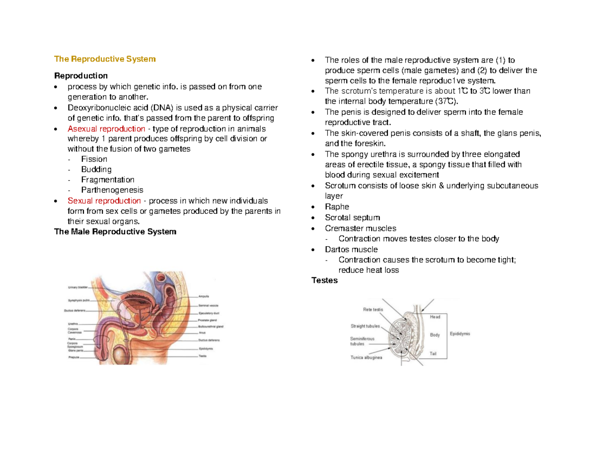 GZOO Finals - study - The Reproductive System Reproduction process by ...