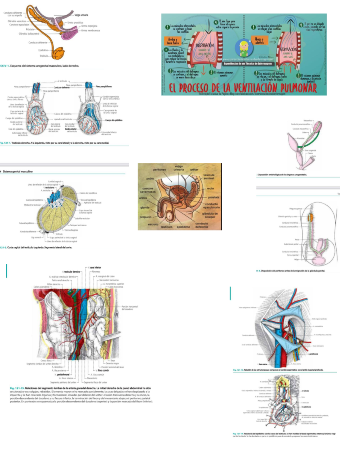 Aparato Masculino Latarjet Anatomia Humana - Anatomía - Studocu