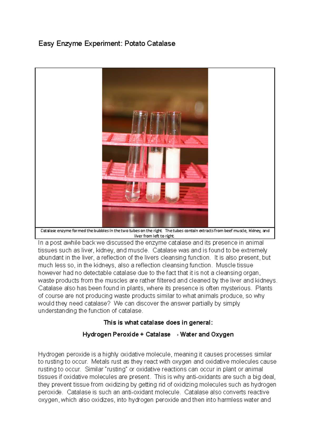 Science experiment 10 Easy Enzyme Experiment Potato Catalase Catalase enzyme formed the