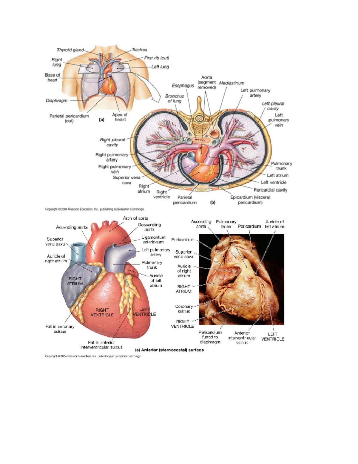 Cardiovascular - notes - BIO-225-02 - Studocu