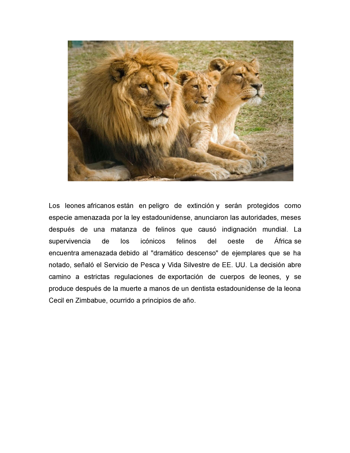 Animales en peligro - Los leones africanos están en peligro de extinción y  serán protegidos como - Studocu