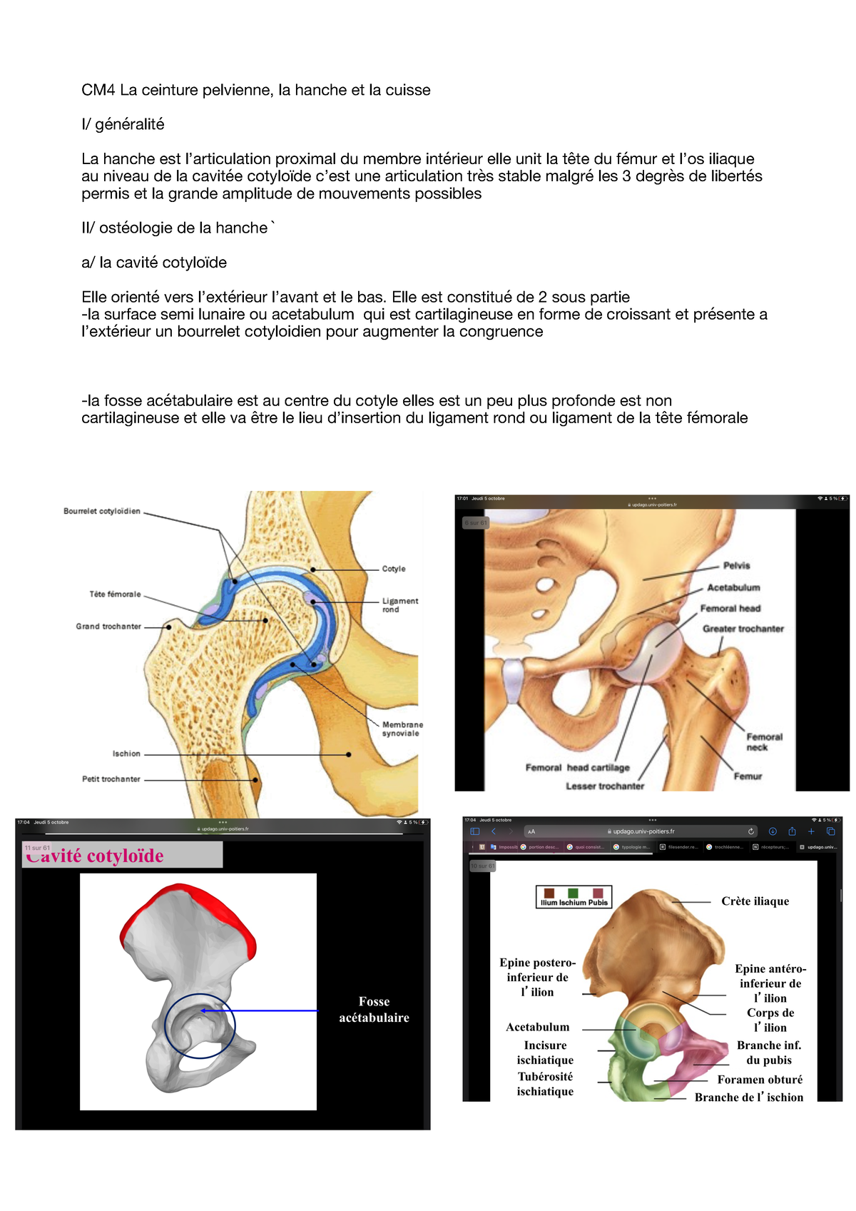 CM4 Anatomie - Palalaazaa - CM4 La Ceinture Pelvienne, La Hanche Et La ...