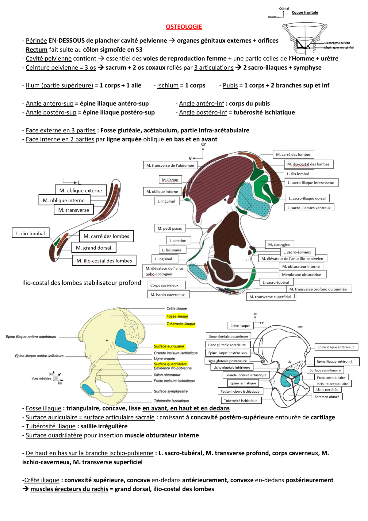 Pelvis Spé médecine PACES Bordeaux Warning TT undefined function