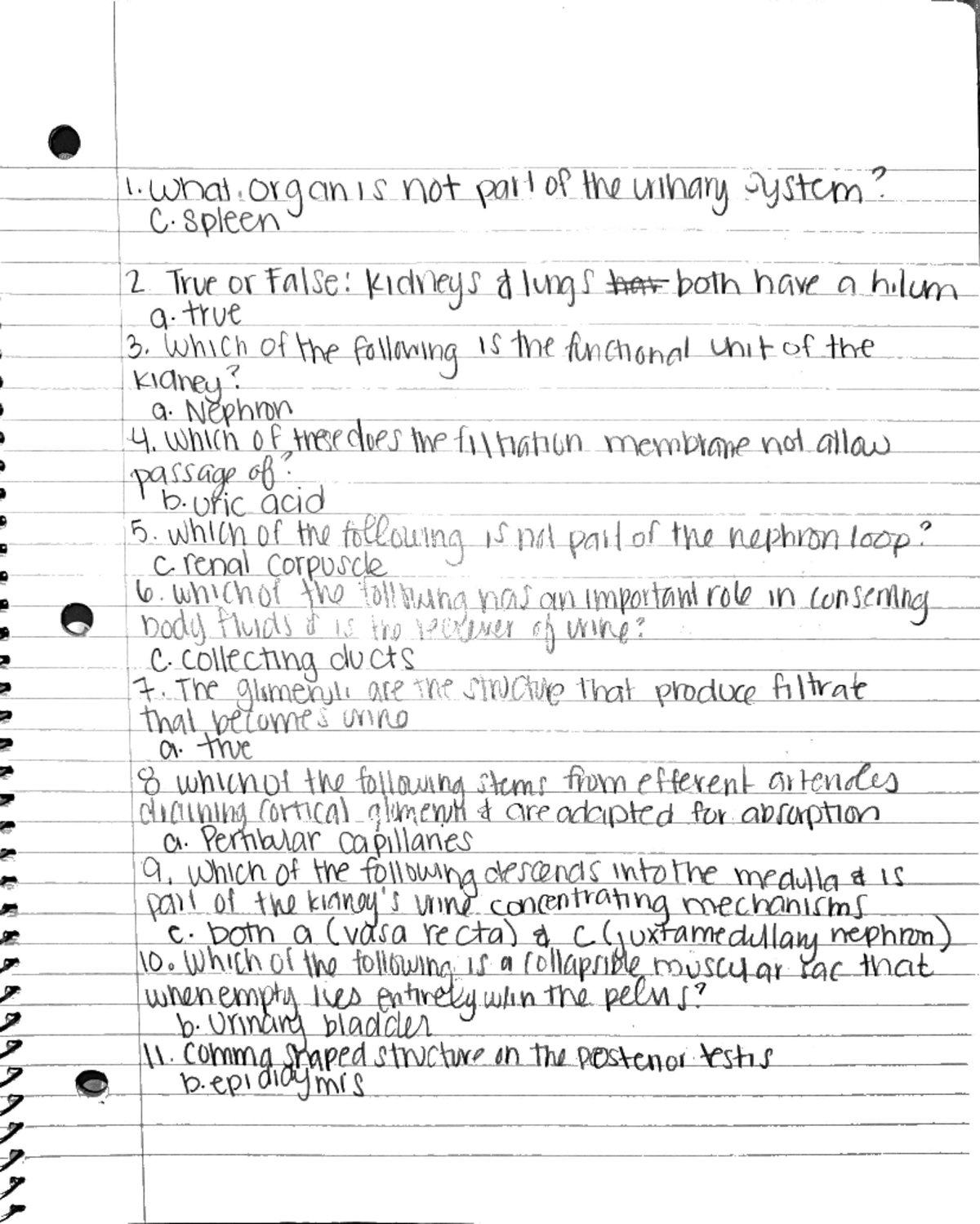 2023-05-11 21-34 - urinary system study guide - ANAT 32 - Studocu