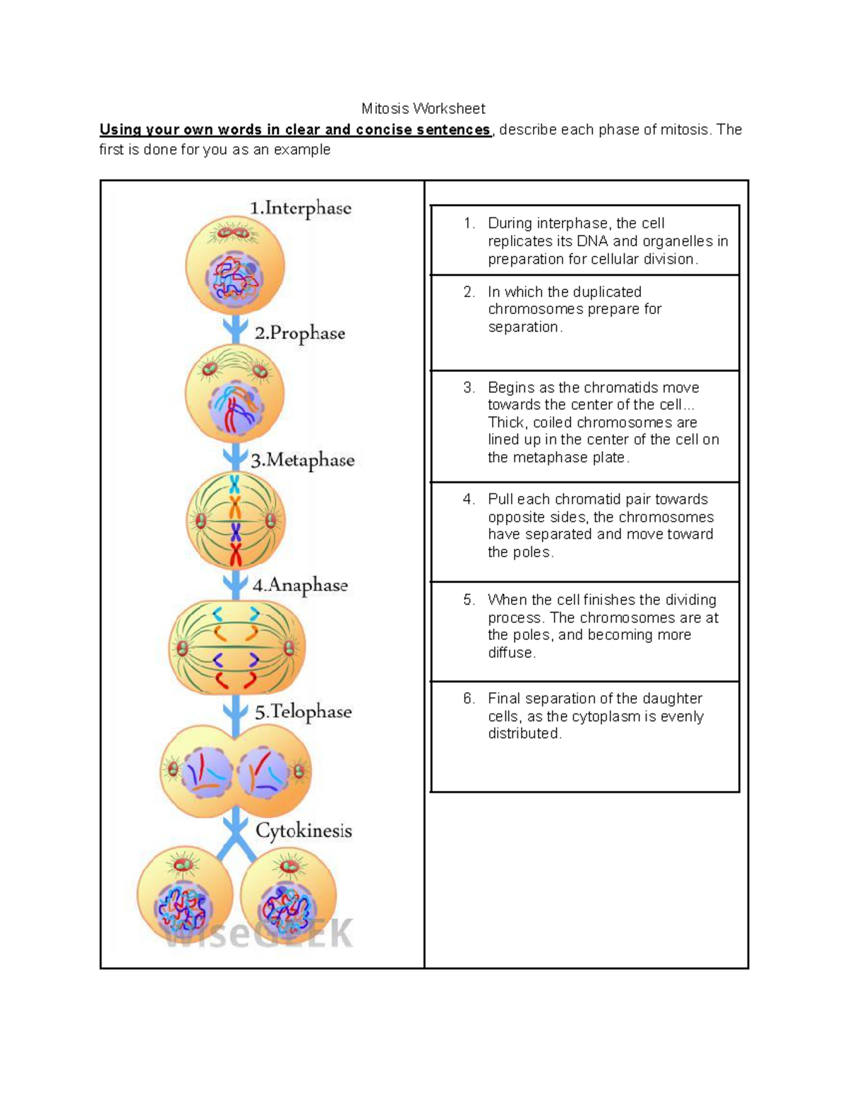 Mitosis Worksheet - Mitosis Worksheet Using your own words in clear and ...