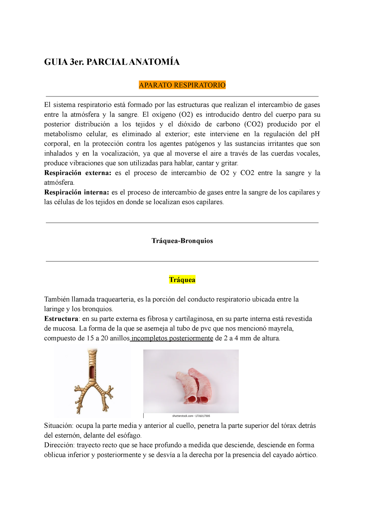 3 Parcial Anatomia - Material Completo Y Resumido De Anatomía - GUIA ...