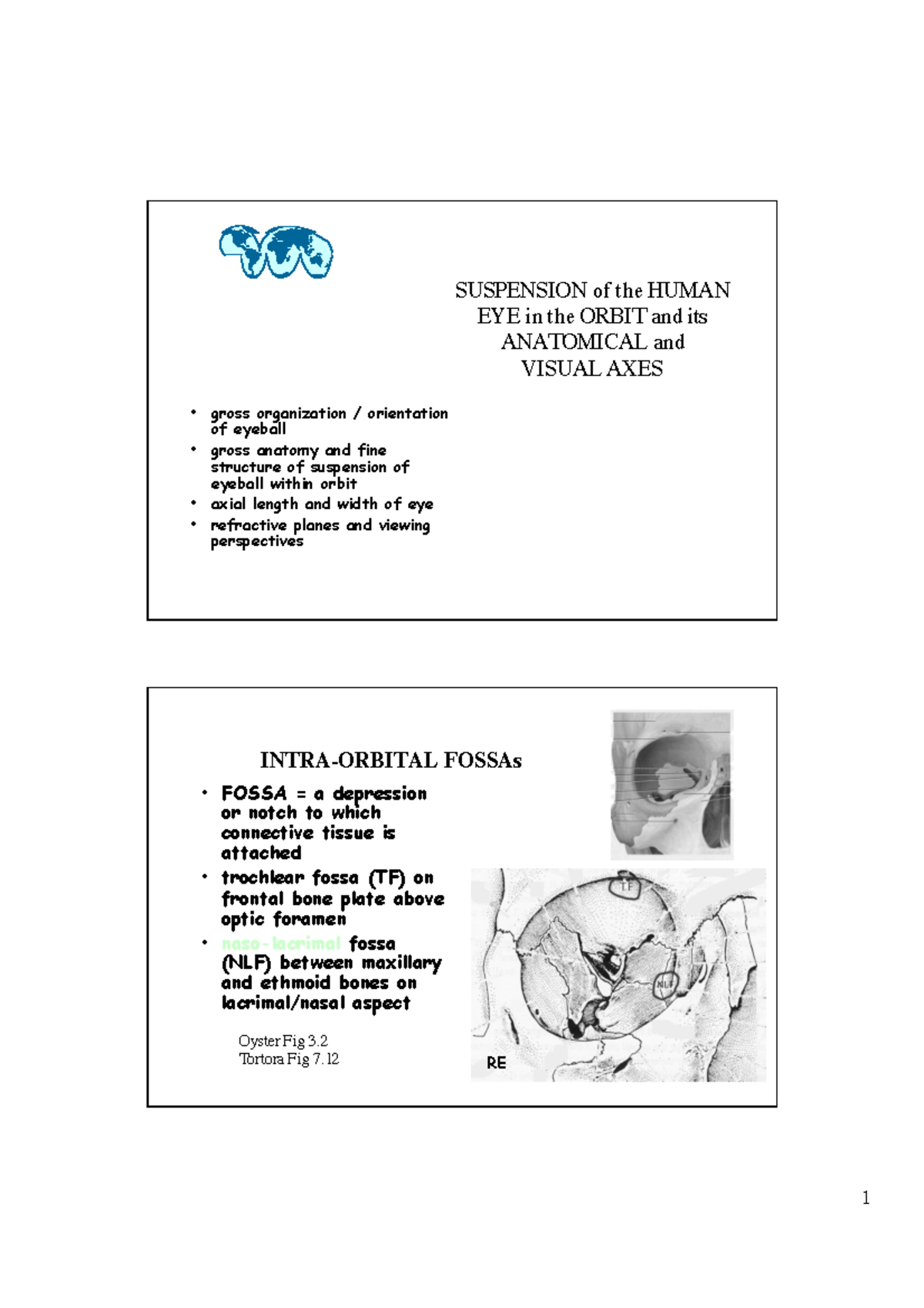 Ophthalmic Anatomy and Physiology A SUSPENSION of the HUMAN EYE in