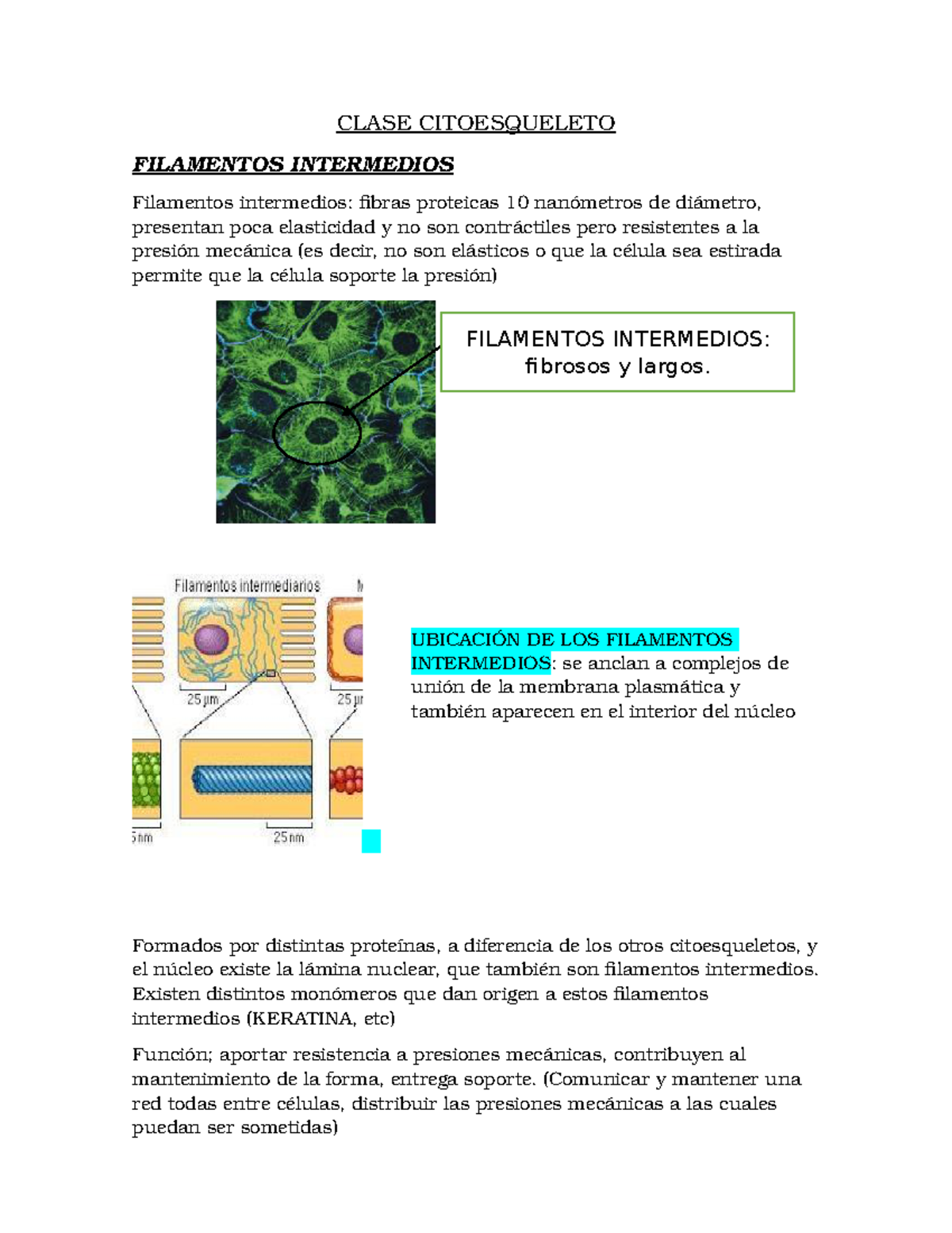 Clase Citoesqueleto Biologia Studocu