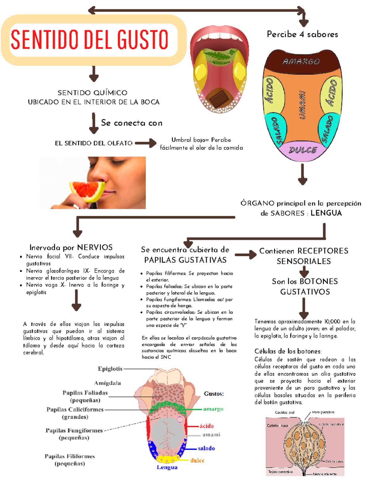 Esquema Sentido Del Gusto Sentido Del Gusto El Sentido Del Olfato Contienen Receptores 0008