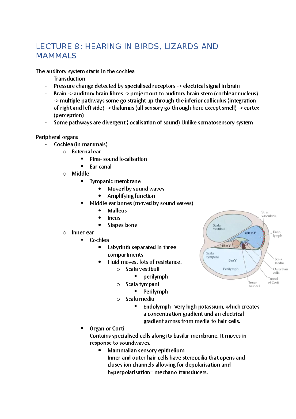 Lecture 8 LECTURE 8 HEARING IN BIRDS, LIZARDS AND MAMMALS The