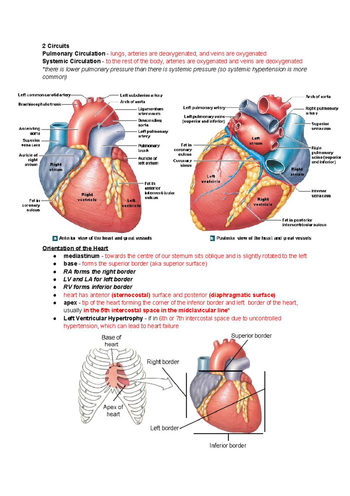 26 - The Circulatory/Cardiovascular System - 2 Circuits Pulmonary ...