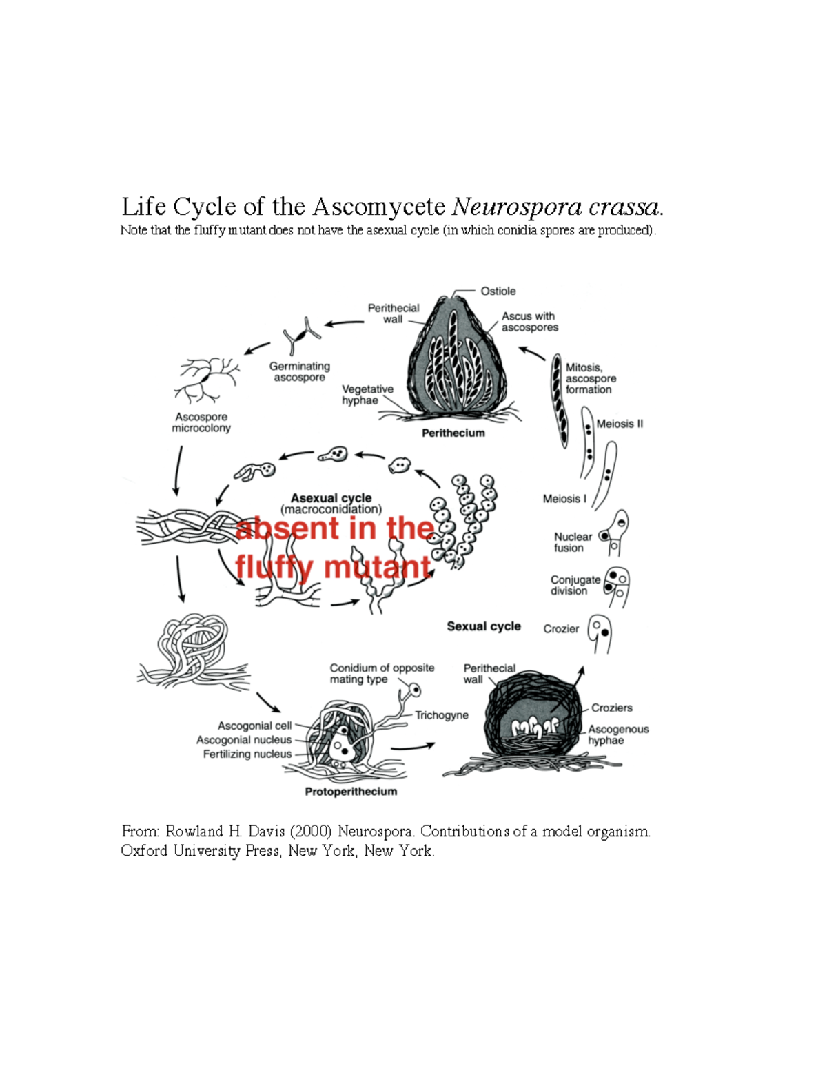 Neurospora life cycle - General Microbiology - Life Cycle of the ...