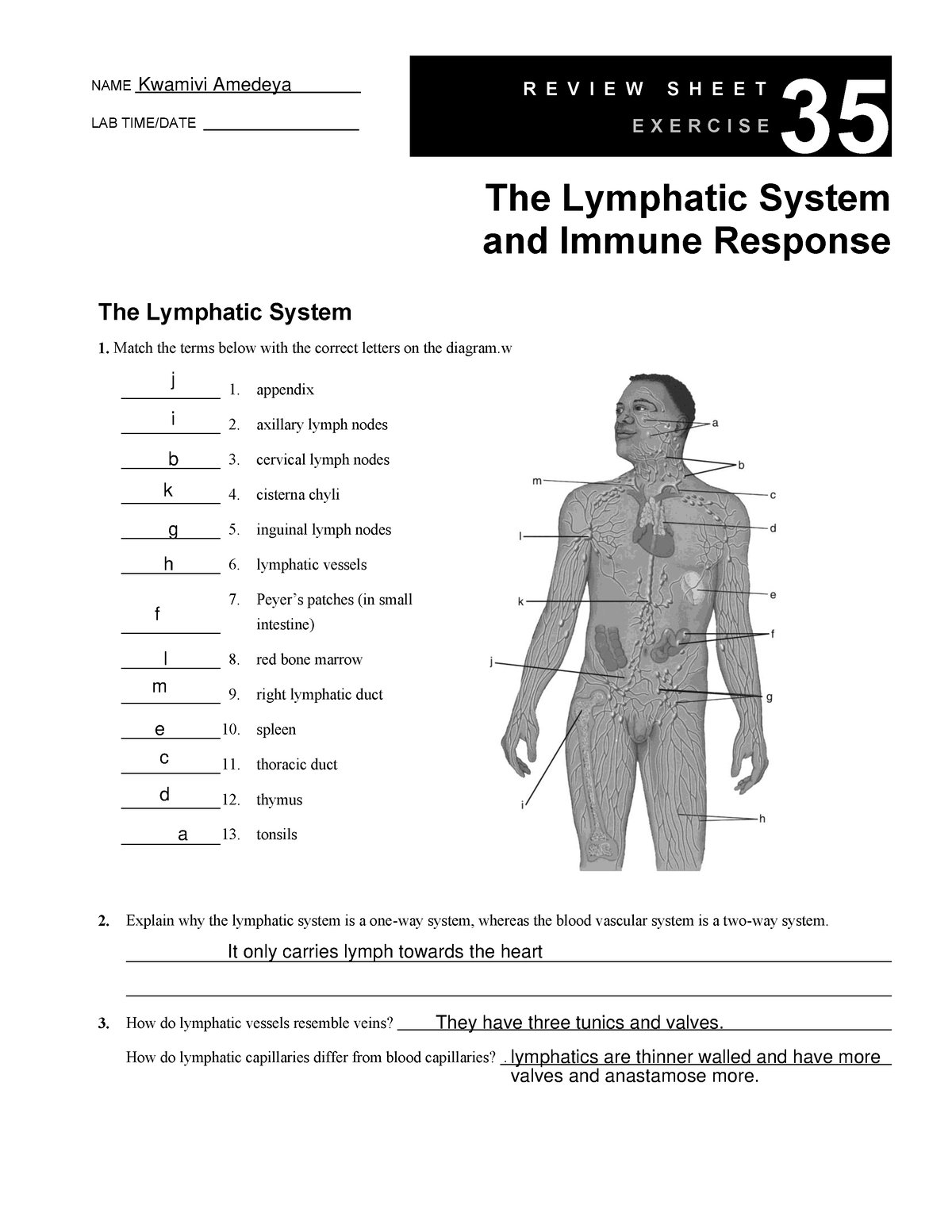 ex-35-lymphatic-system-the-human-body-name