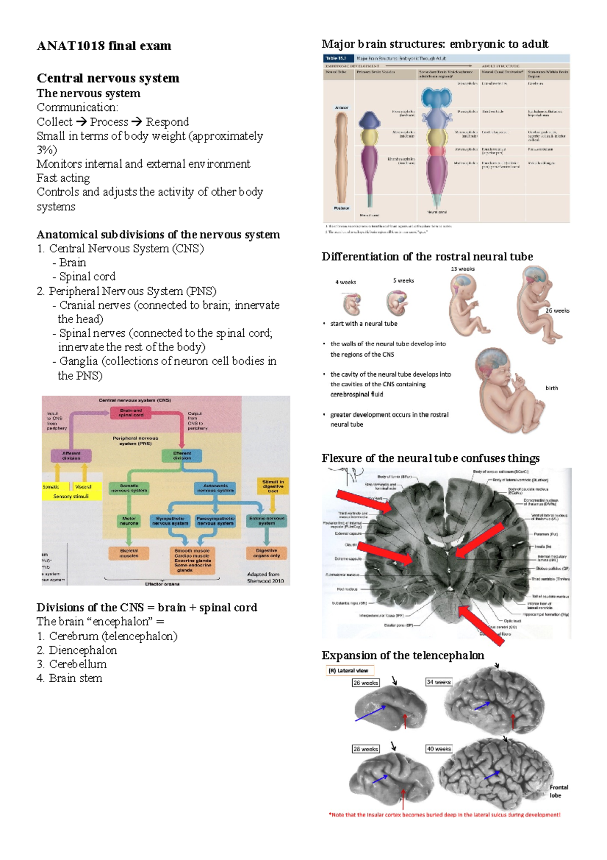 ANAT1018 final exam - Word for word from lectures week 8-12 - ANAT1018 ...