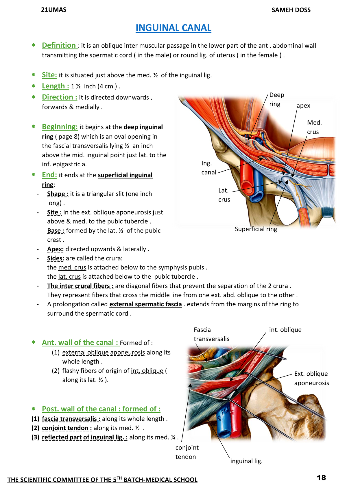 Inguinal Hernia Anatomy | Faculty of Medicine